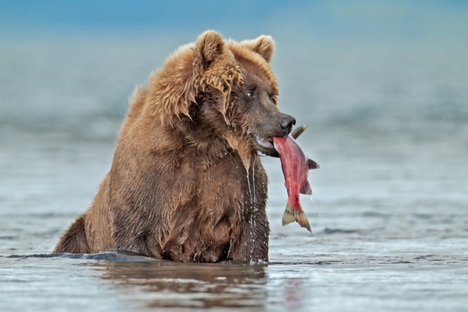 Con gấu xám ngậm trong miệng một chú cá Hồi to mới bị nó tóm gọn